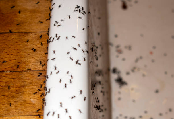 Trusted Georgetown, PA Pest Control Experts